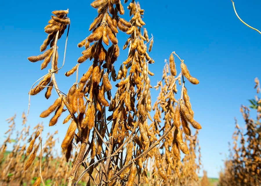 Novas cultivares de soja se destacam pela alta produtividade e maior resistência a doenças