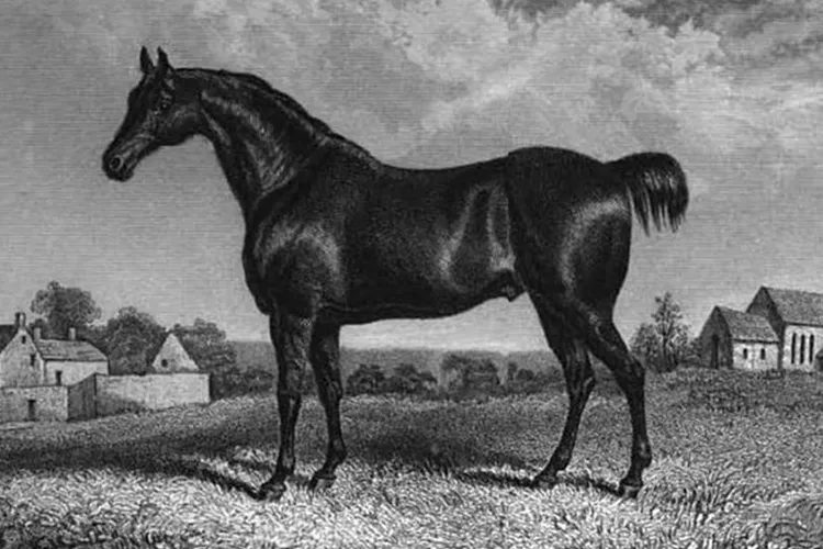 Conheça as 5 raças de cavalos que foram extintas nos últimos anos