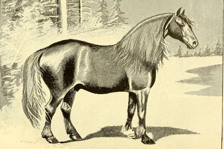 Conheça as 5 raças de cavalos que foram extintas nos últimos anos