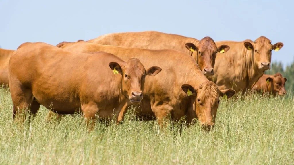 Marrocos libera a entrada da carne bovina do Brasil no país