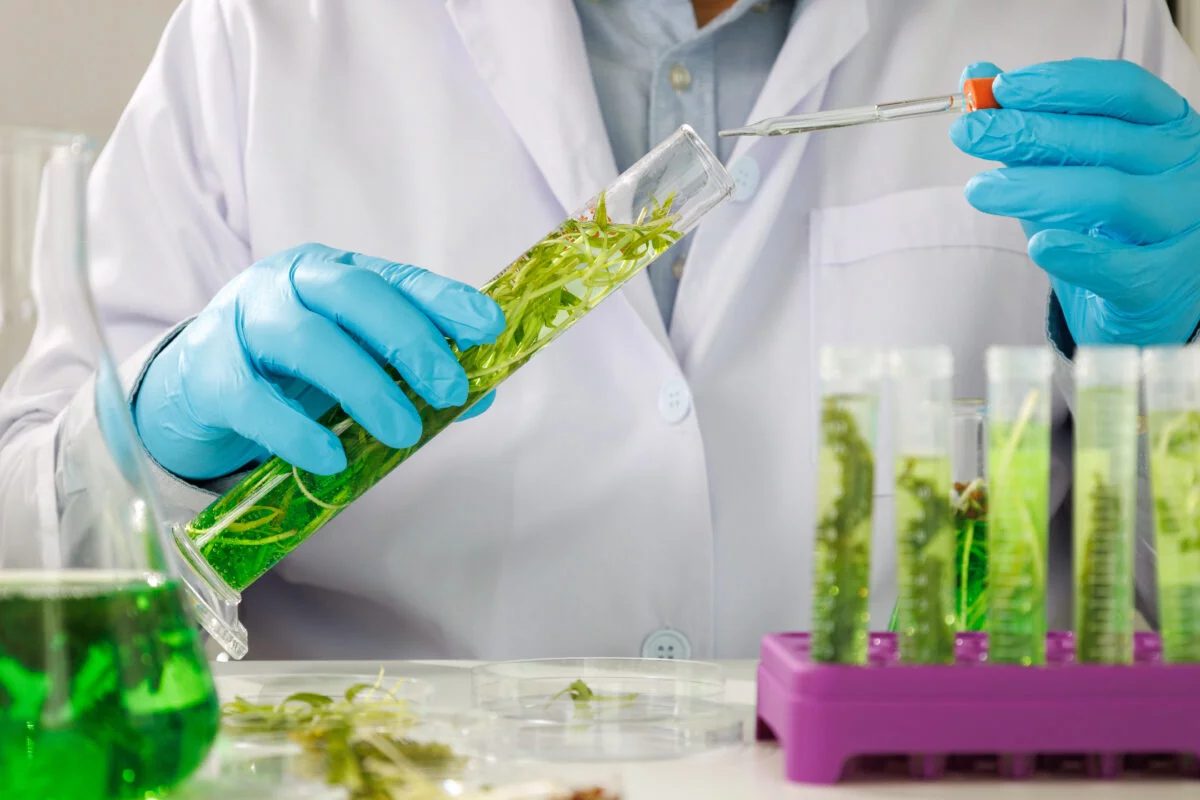 Combustível do futuro? Biodiesel de algas ganha espaço na produção rural