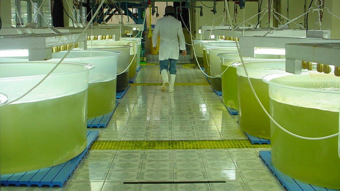 Combustível do futuro? Biodiesel de algas ganha espaço na produção rural