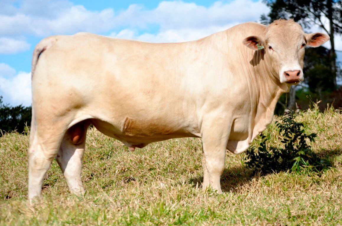 Conheça a raça Canchim: A queridinha dos criadores que pensam no lucro