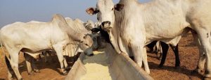 Como fazer a nutrição dos animais na seca