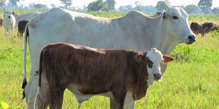 Qual é a raça ideal para produzir bezerros de pelo zero e carcaça pesada?