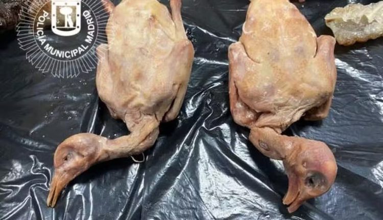 Restaurante é interditado por servir pombo como se fosse pato e oferecer carne estragada