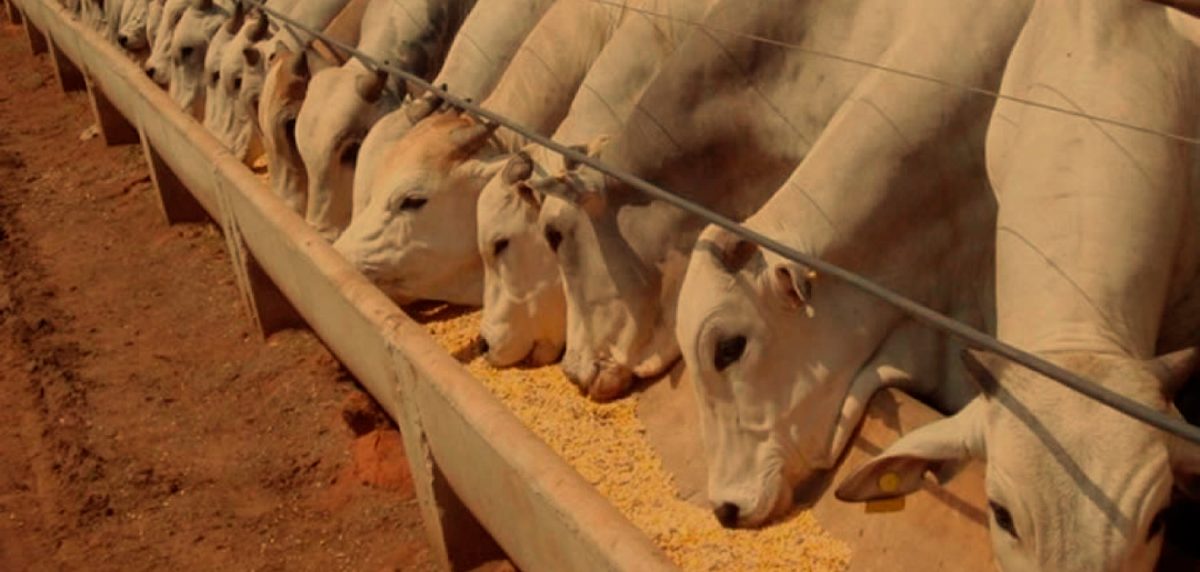 Você sabe quais são as fases da bovinocultura? Entenda cada etapa da produção de gado