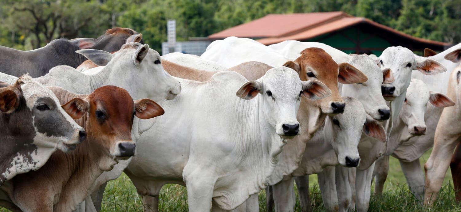 O que é um leilão de sêmen e por que ele é tão importante para o campo