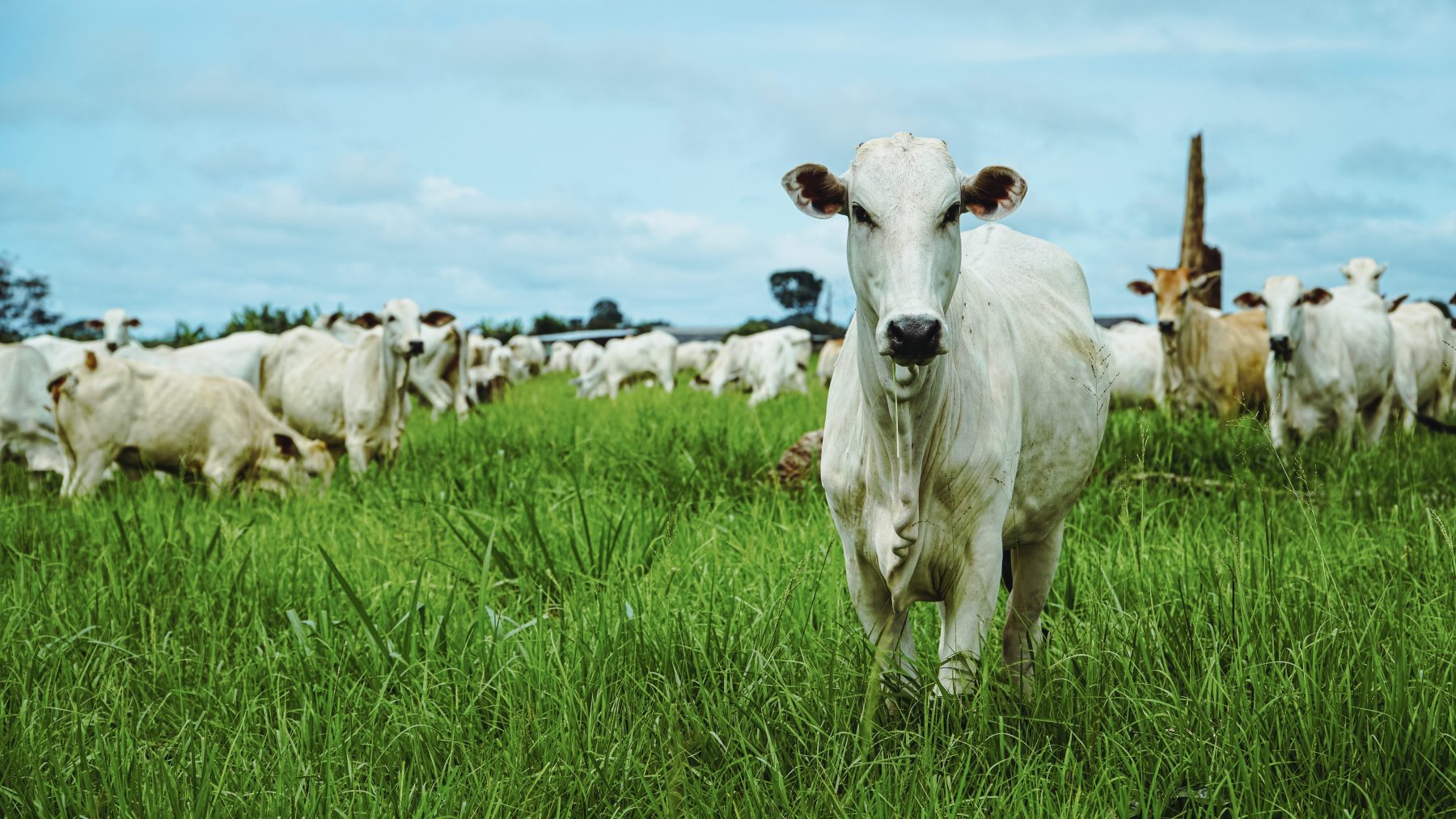 Abertura do mercado do Marrocos para carne bovina impulsiona exportações de Mato Grosso