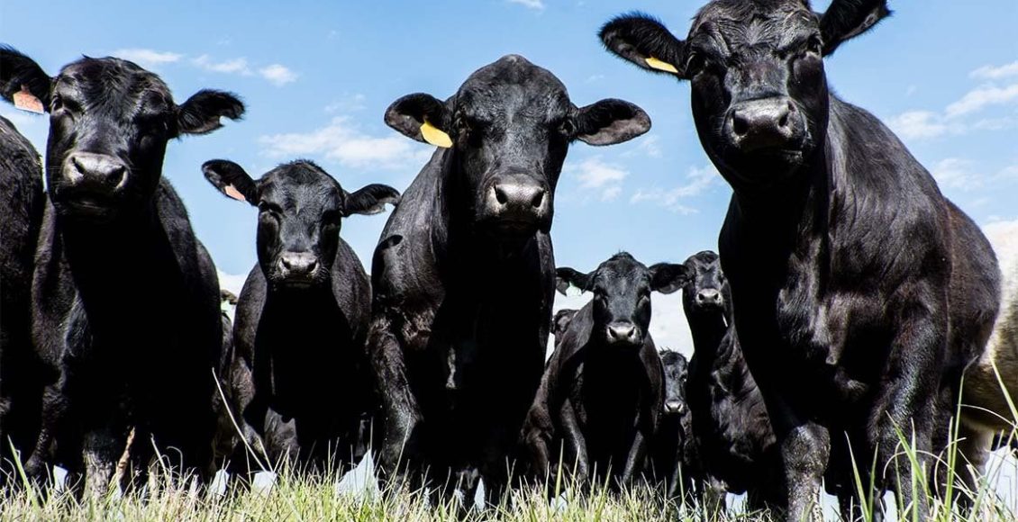 Você sabe qual a origem da raça Aberdeen Angus?
