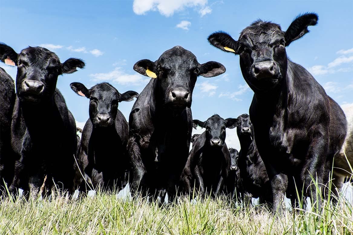 Você sabe qual a origem da raça Aberdeen Angus?
