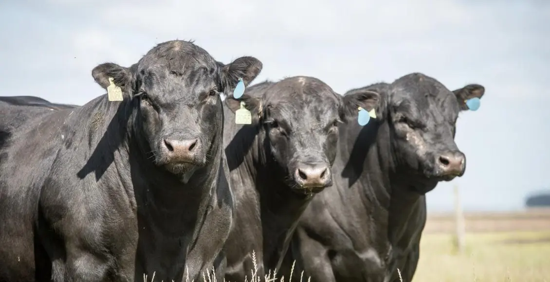 Você sabe qual a origem da raça Aberdeen Angus?