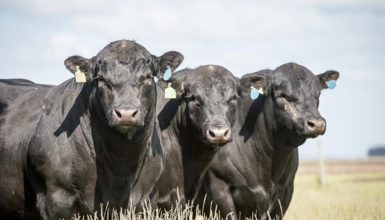 Você sabe qual a origem da raça Aberdeen Angus?