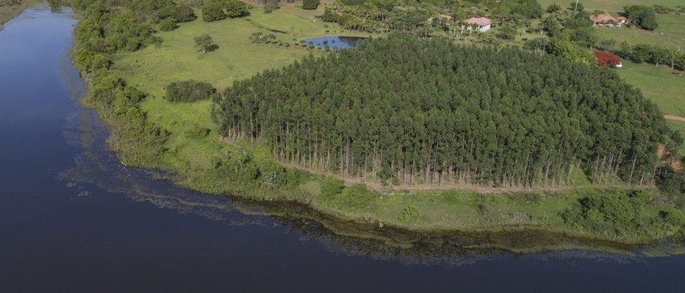 Projeto Sucuriú, da Arauco — Foto: Divulgação