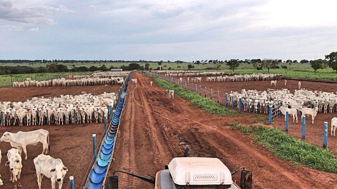 Como montar um confinamento lucrativo para 20 cabeças de gado