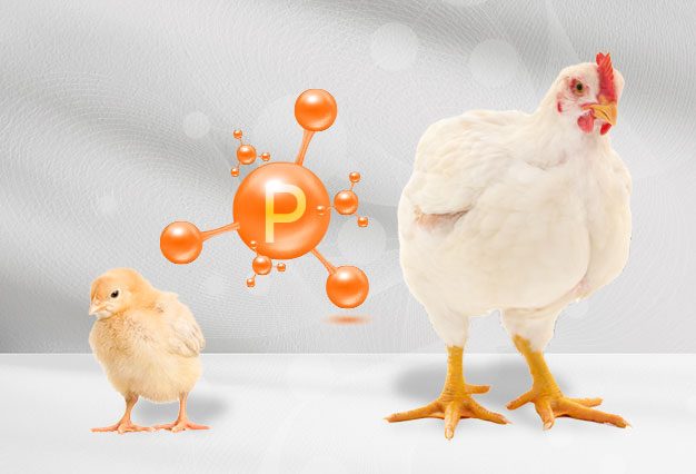 Fitase na Alimentação de Aves: Tecnologia Consolidada Para Maximizar a Produtividade
