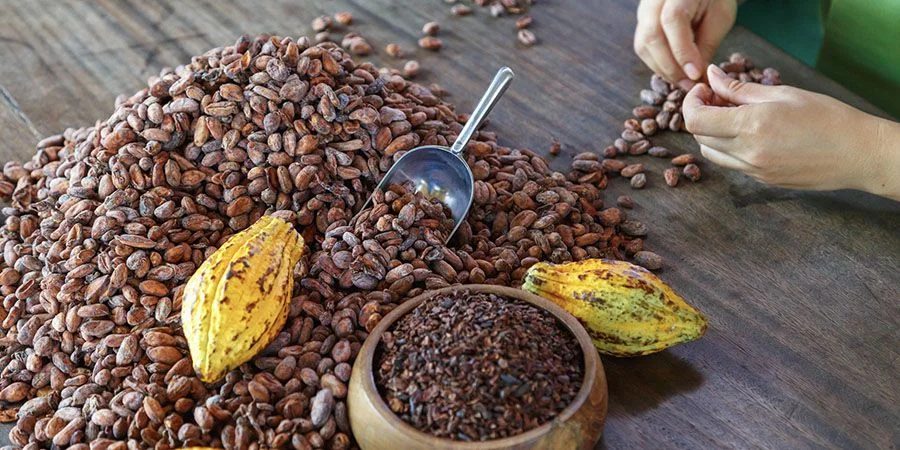 Você sabe como o chocolate é feito? Veja como ele vai do campo à sua mesa