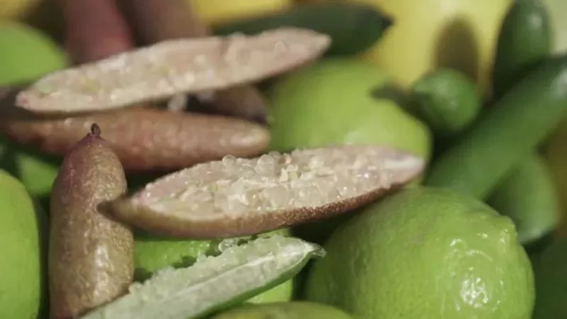 Você pagaria? Limão raro surpreende com preço de até R$ 800 o quilo