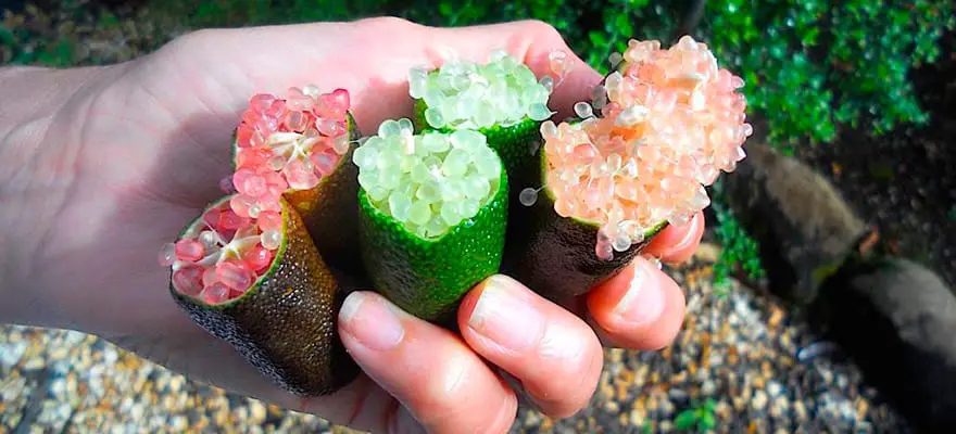 Você pagaria? Limão raro surpreende com preço de até R$ 800 o quilo