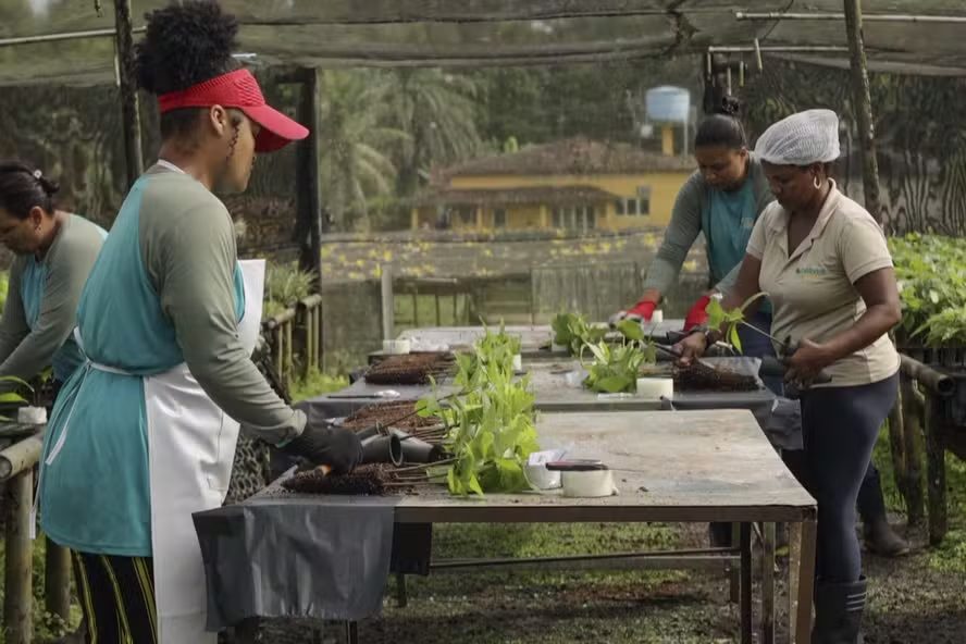 Bahia conquista título de maior centro mundial de mudas de cacau