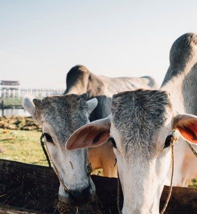 Atenção aos vermes em bovinos. Sorrateiros, eles impactam a saúde e a rentabilidade da pecuária