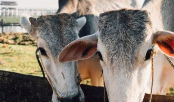 Atenção aos vermes em bovinos. Sorrateiros, eles impactam a saúde e a rentabilidade da pecuária