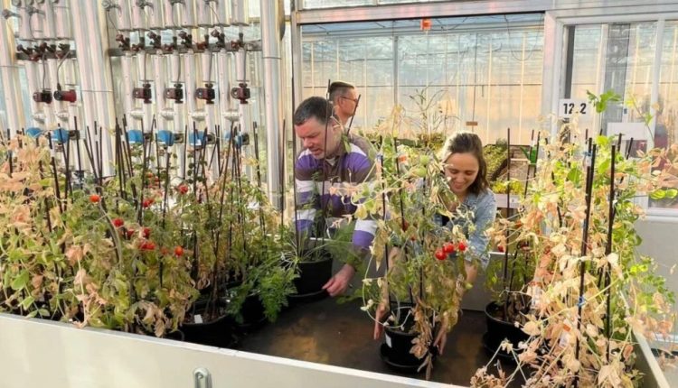 Agricultura espacial: testes com tomates em Marte e batata-doce na Lua podem revolucionar o cultivo global