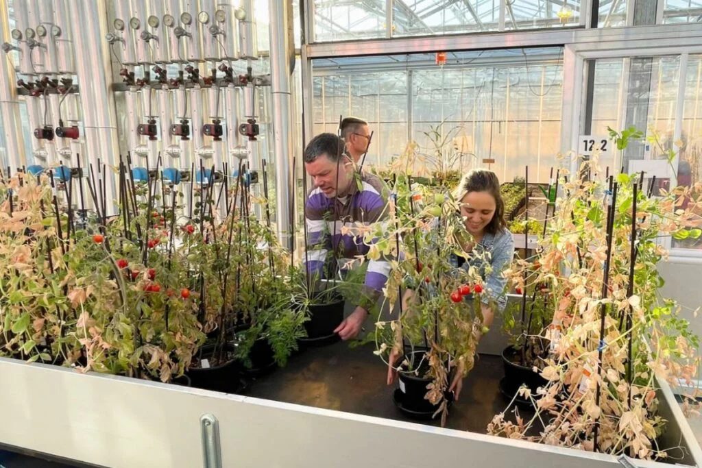 Agricultura espacial: testes com tomates em Marte e batata-doce na Lua podem revolucionar o cultivo global