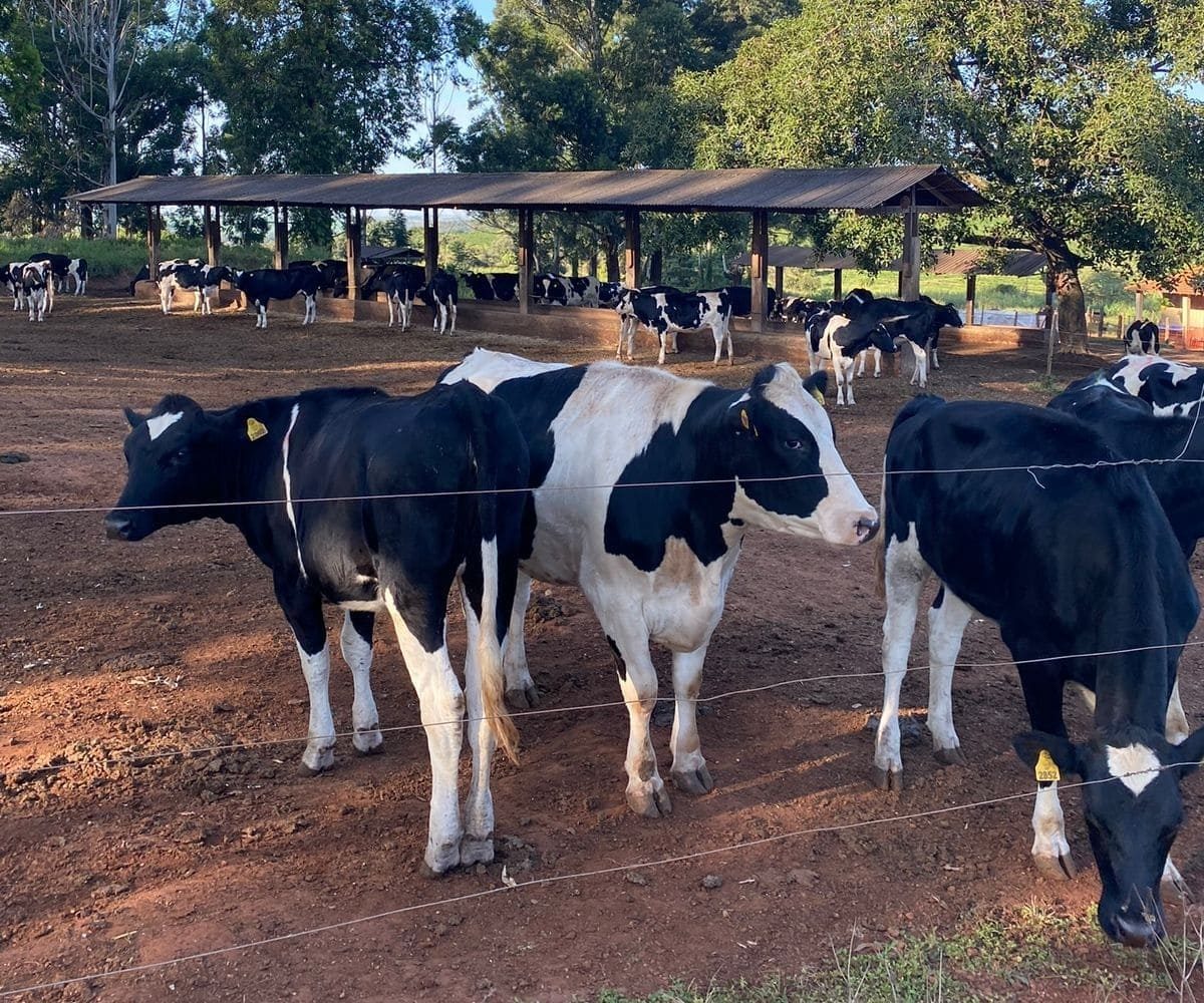 Como otimizar o uso da forragem na criação de bezerras leiteiras