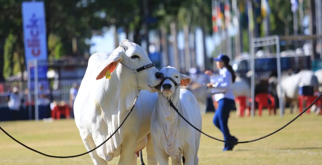 Tudo o que você precisa saber para apresentar bovinos em feiras e exposições