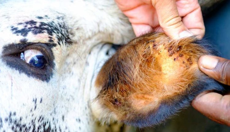 Tristeza parasitária: A perigosa doença bovina que você precisa conhecer