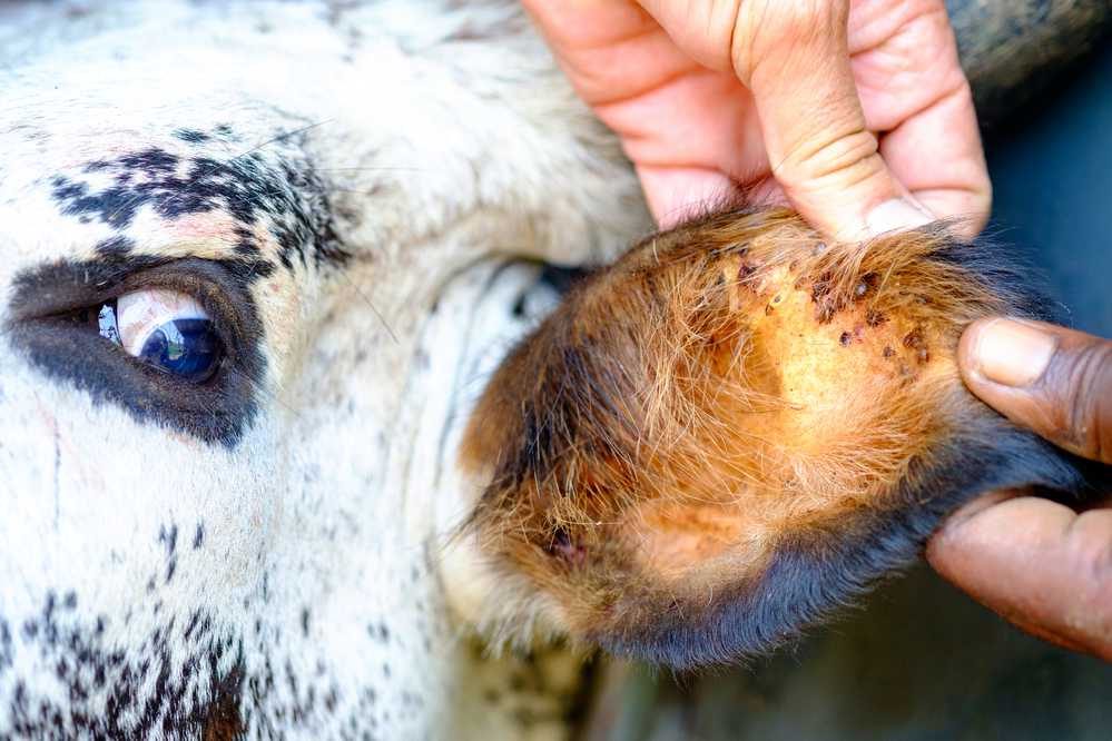 Tristeza parasitária: A perigosa doença bovina que você precisa conhecer