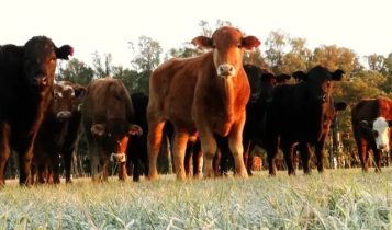 Inverno à vista? Saiba como manter sua pastagem produtiva