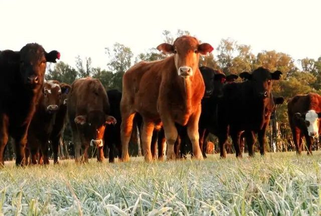 Inverno à vista? Saiba como manter sua pastagem produtiva