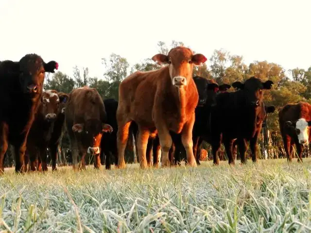 Inverno à vista? Saiba como manter sua pastagem produtiva
