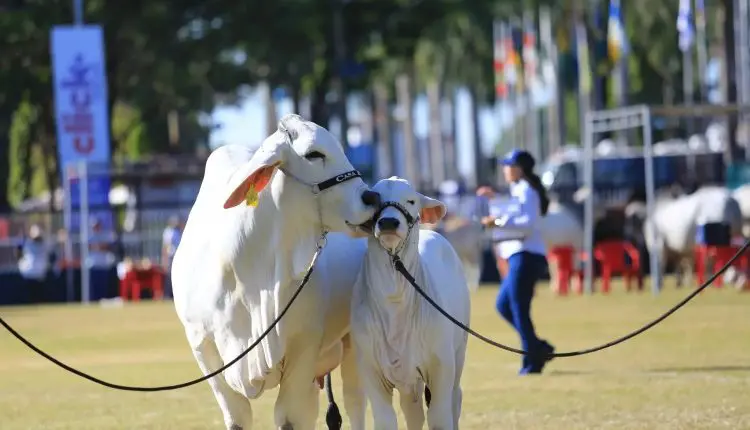Tudo o que você precisa saber para apresentar bovinos em feiras e exposições