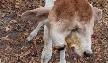 Bezerra com duas cabeças e rabo dividido intriga moradores de Rondônia; veja o vídeo
