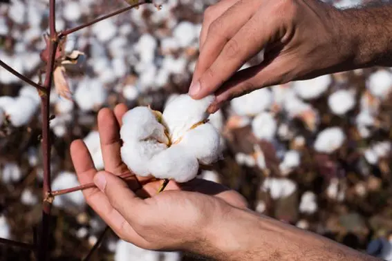 Agricultor deve agir agora para garantir alta produtividade do algodão na próxima safra