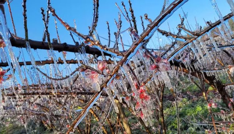 Geada no campo: técnica de congelamento protege pomares do frio intenso