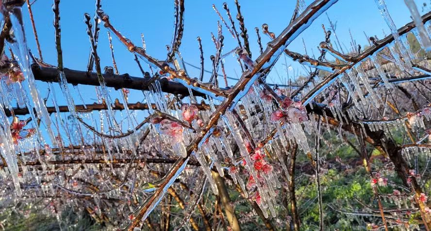 Geada no campo: técnica de congelamento protege pomares do frio intenso