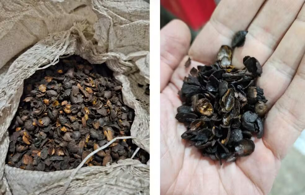 'Café fake' apreendido em operação é feito de 'lixo' da lavoura e não tem café, diz ministério