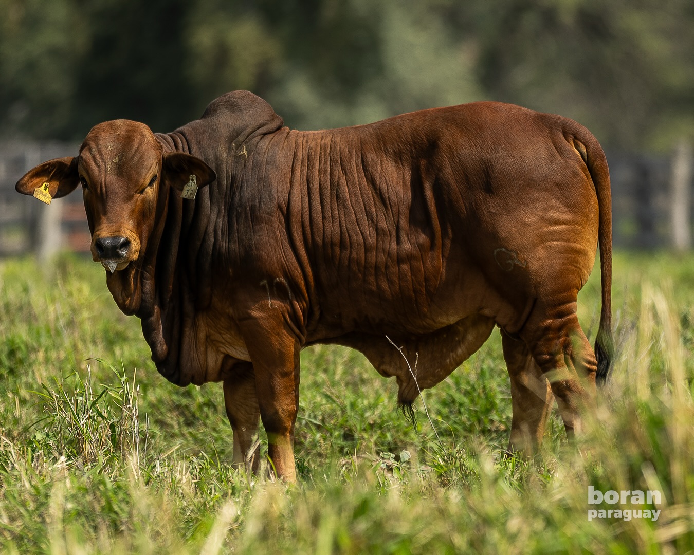 raca Boran Paraguay