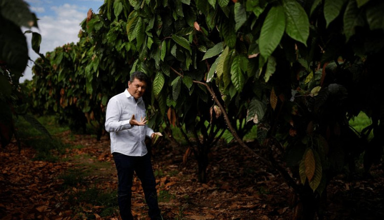 O aspirante a rei do cacau do Brasil pretende revolucionar a indústria com uma fazenda gigante