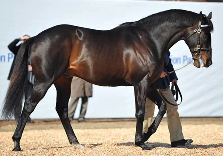 cavalos mais caros da história