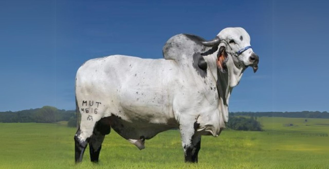 Touro Gir Leiteiro Teórico FIV F. Mutum