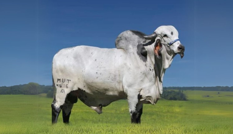 Touro Gir Leiteiro Teórico FIV F. Mutum