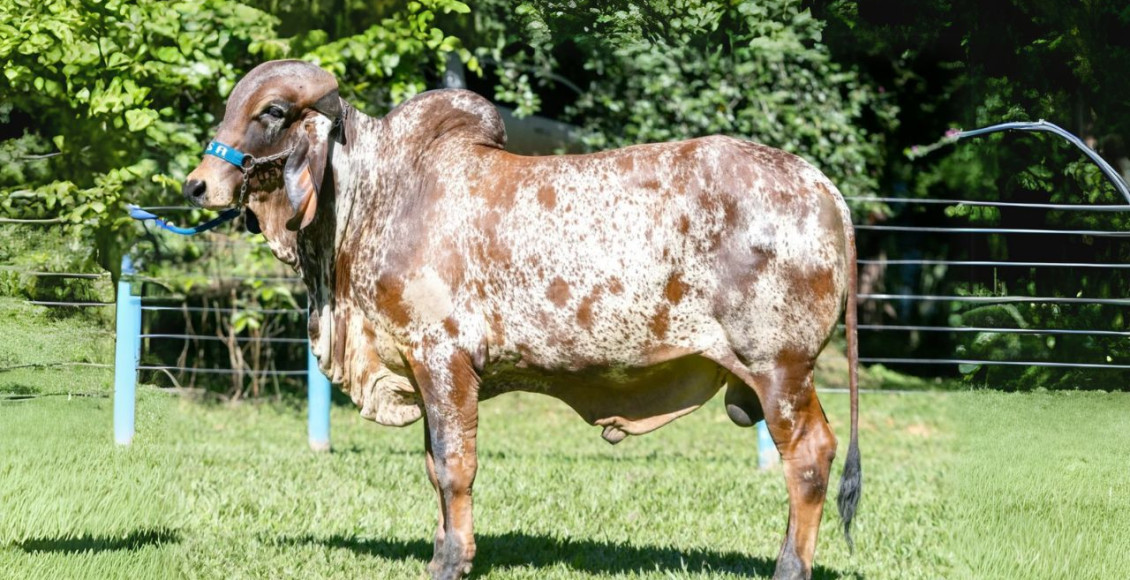 touro gir leiteiro das fazendas do basa
