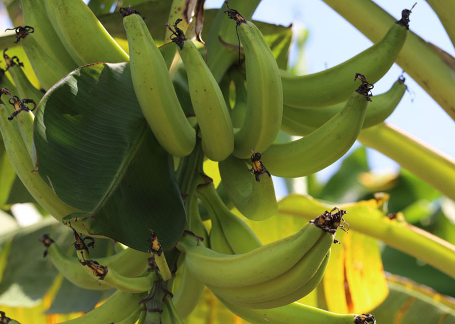 Protocolo garante a qualidade genética e sanitária do plátano Pacovan