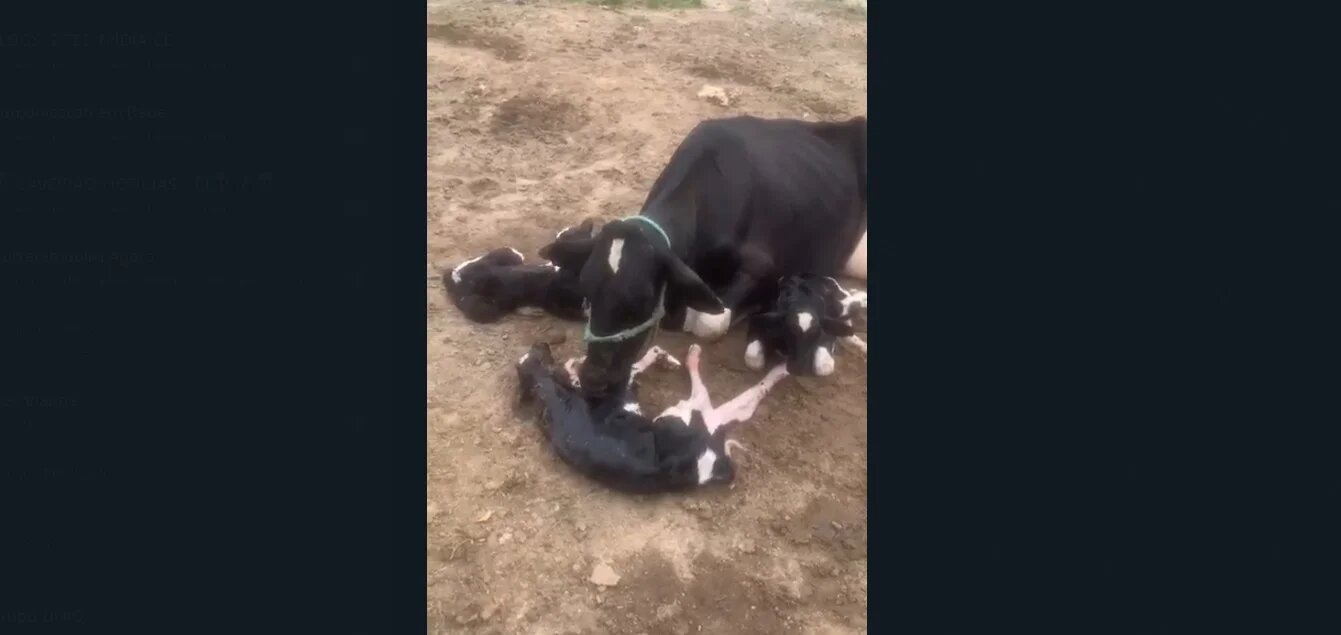 Vaca pare três bezerros de uma só vez em fazenda de Quixeramobim