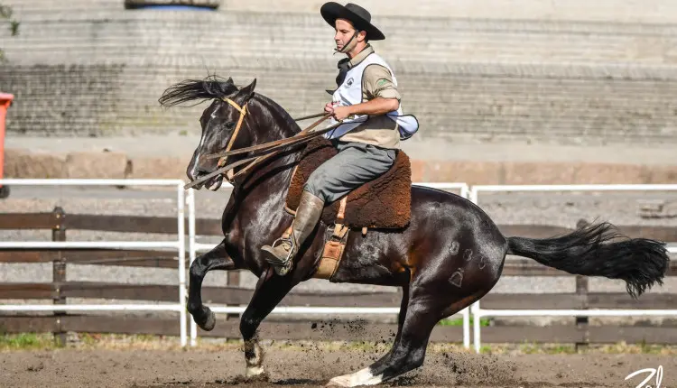 ABCCC: Uruguai seleciona os melhores exemplares da raça Crioula para o Freio de Ouro